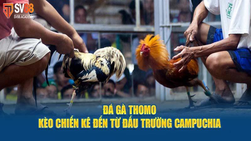 Tìm Hiểu Về Luật Đá Gà Thomo Và Nguyên Tắc Vàng 5 Đá Gà Thomo