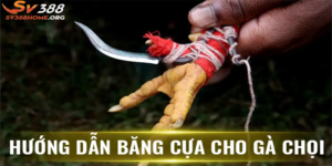 Hướng dẫn băng cựa gà cho chiến kê