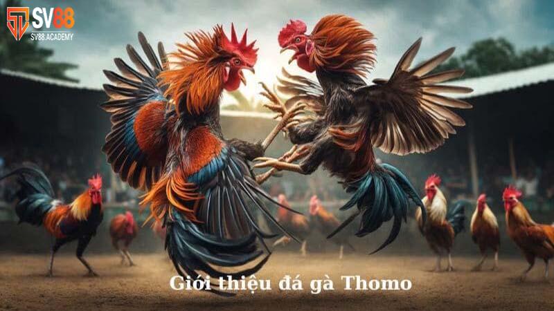 Tìm Hiểu Về Luật Đá Gà Thomo Và Nguyên Tắc Vàng 6 Quy Tắc Chơi Đá Gà Thomo